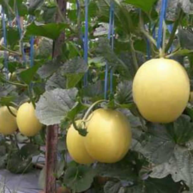 

Golden melon
