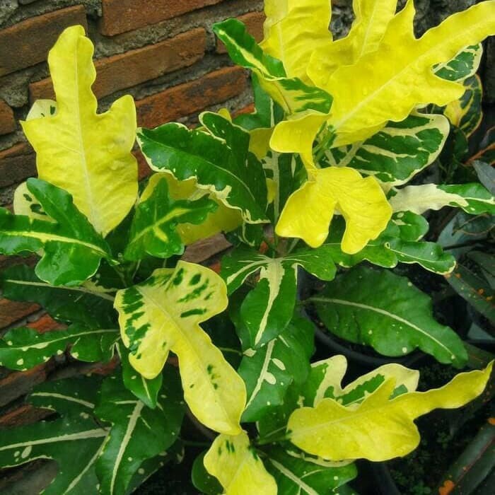 Tanaman Hias puring terang bulan - terang bulan - puring .