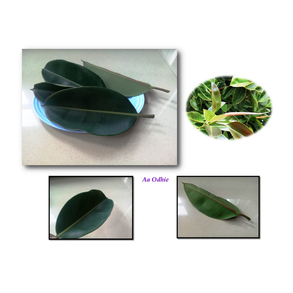 

Daun Segar Karet Kebo 5 Helai Ficus Elastica Herbal Kesehatan