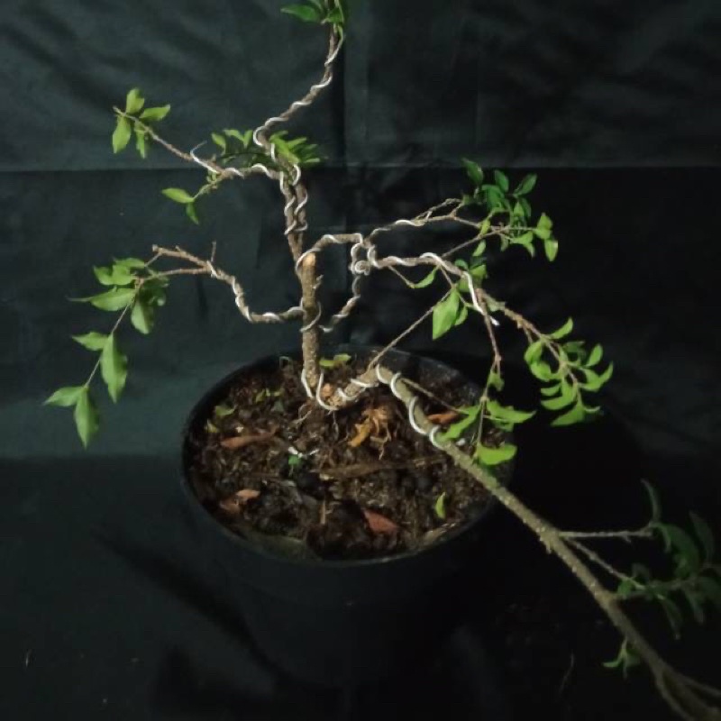 

sakura mikro
