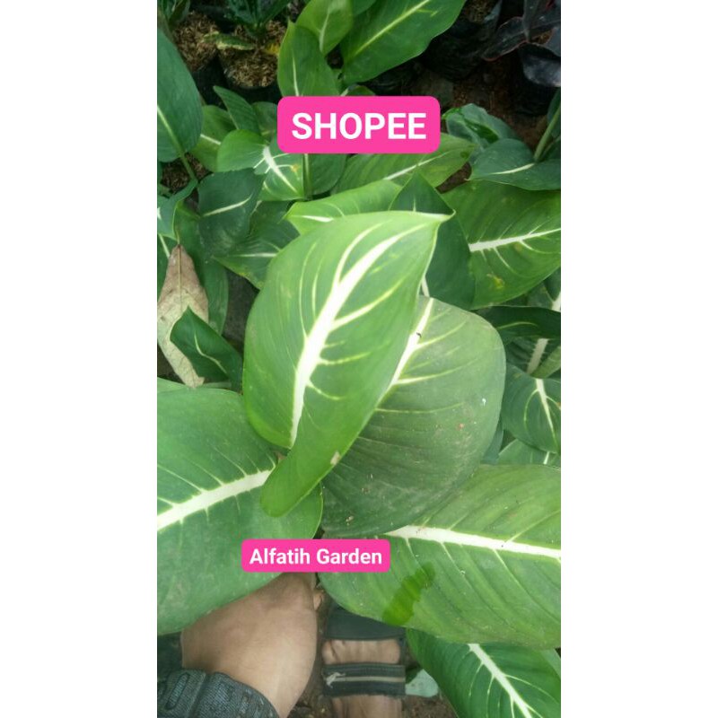 PROMO // Tanaman hias diven gurita-Tanaman hias-Diven gurita-PROMO Tanaman hias diven gurita