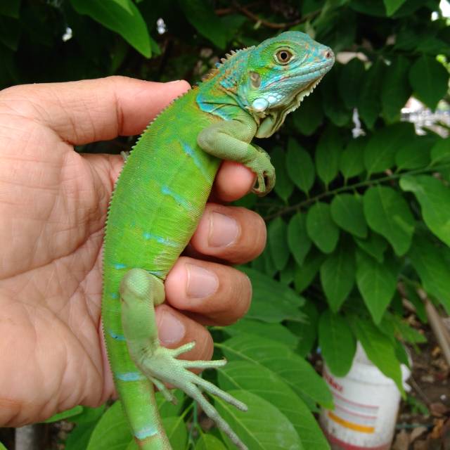 Green Iguana Colomb A3.1