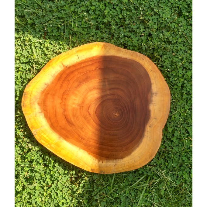 Teak wood 24-25 cm slice log potongan kayu jati dekorasi talenan alas kayu