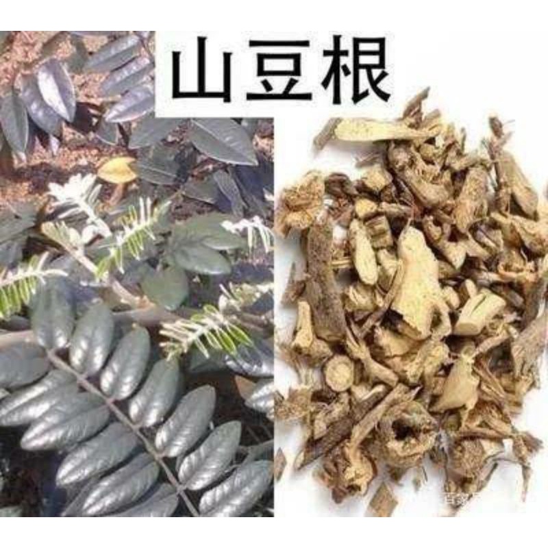 

100gr 山豆根 Shan Dou Gen Radix Sophorae TonKinensis Sophora Tonkinensis Euchresta Japonica Hook