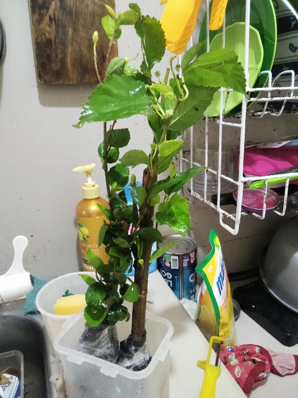 Bunga Sepatu Bunga Hibiscus