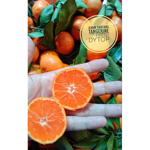 

Buah Jeruk Santang Import Fresh Segar Manis