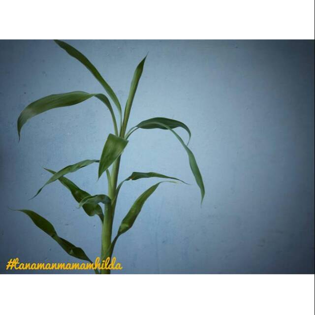 Aglaonema "Sri Rejeki"