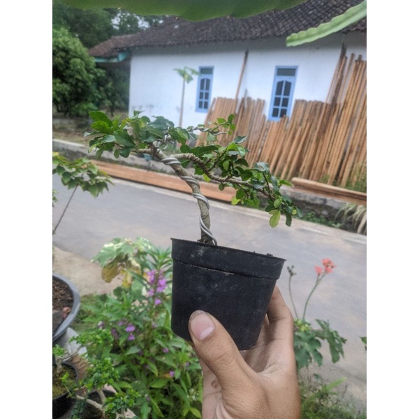 Bonsai serut mini mame shito realpict