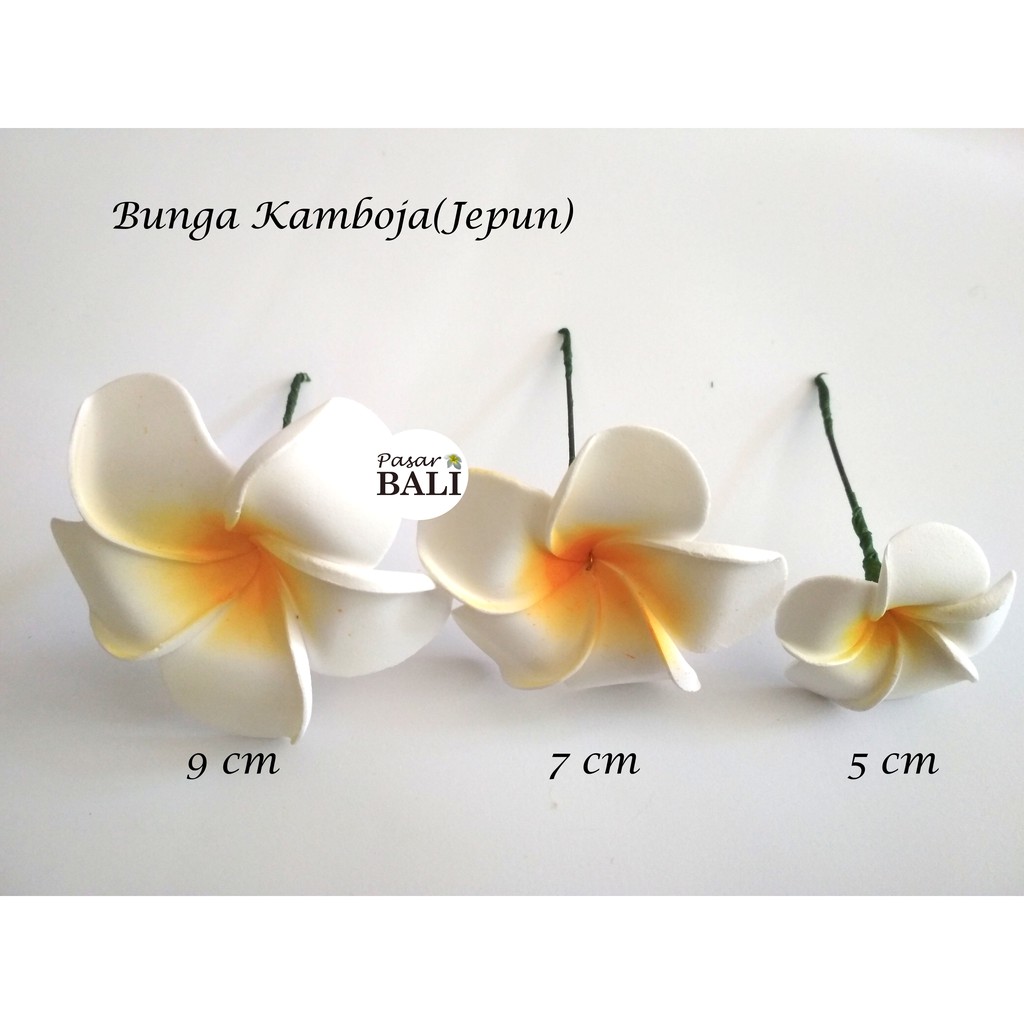 Bunga Kamboja / Frangipani/ Jepun Dengan Tangkai