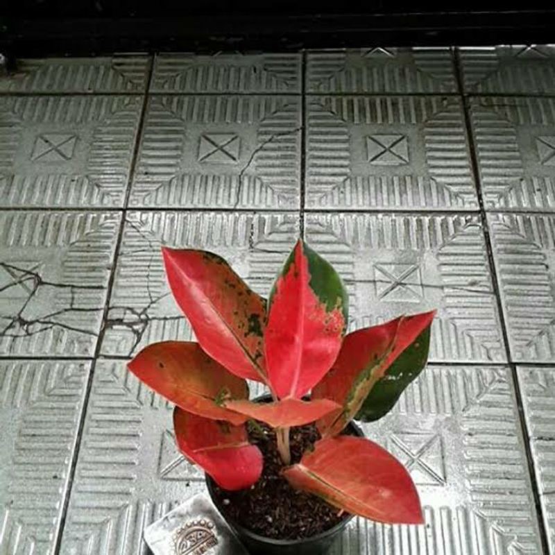 Aglonema/ aglaonema Red diamond