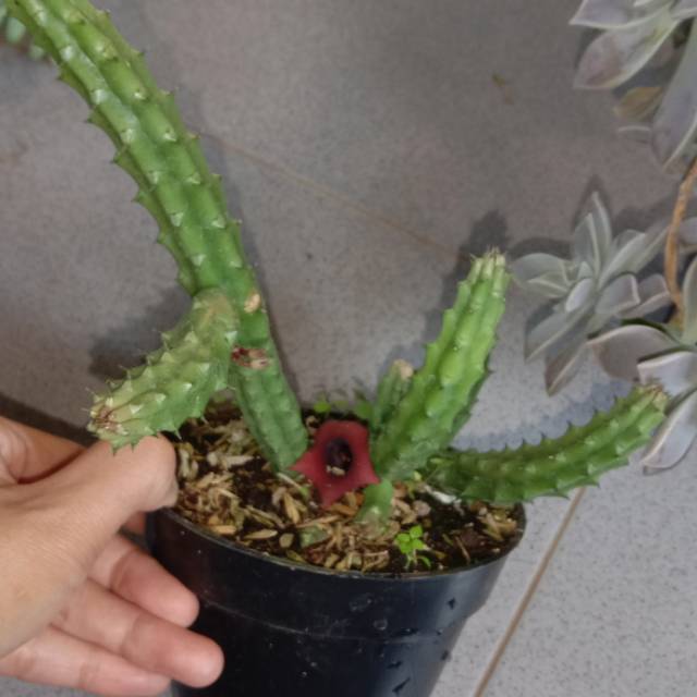 Sukulen bisa berbunga merah