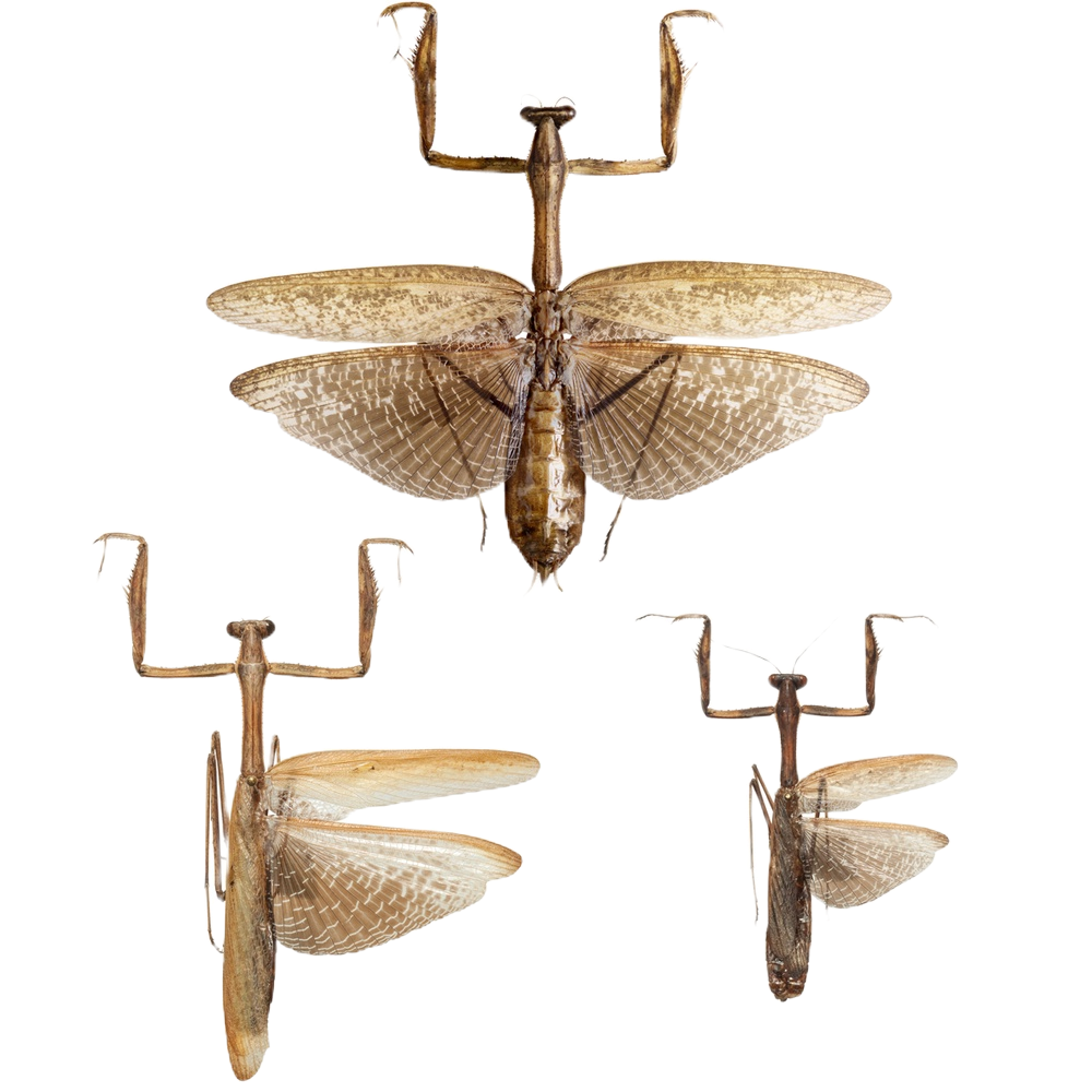 Gambar Awetan Serangga Kering Belalang Sembah Coklat