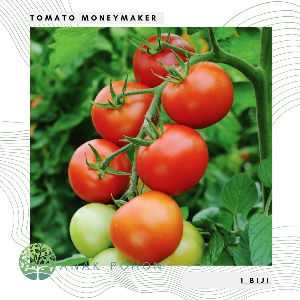 Benih Bibit Biji - Tomato (Standart) Moneymaker (Rasa Manis Enak Terfavorit!) Seeds - IMPORT