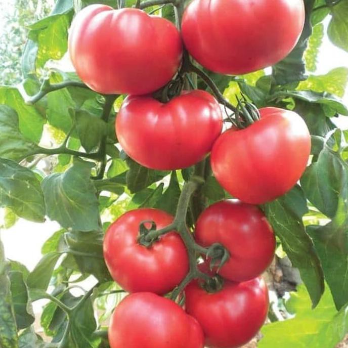 Bibit Tanaman Buah Tomat Beef Steak Import Dic4Ri