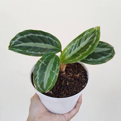 Bunga Kalatea Semangka Calathea Veitchiana Cantik Murah Berkualitas