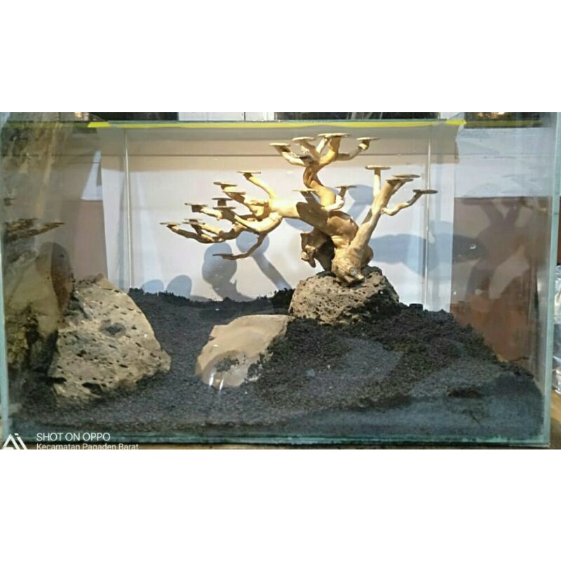 Bonsai Aquascape beringin