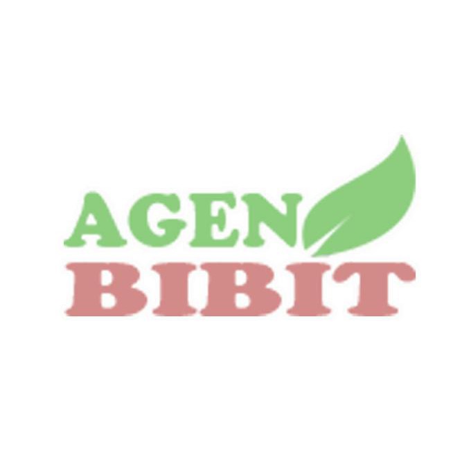 Terbaik Bibit Jambu Air - Jambu Air Merah - Pohon Jambu Air Kancing Merah