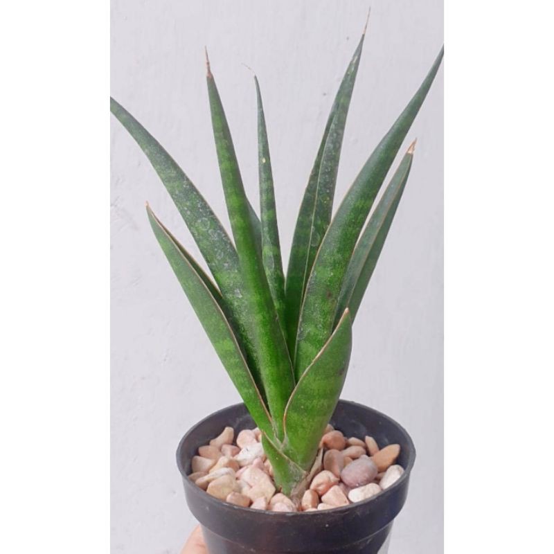 Tanaman Hias Lidah Mertua Sansivera Black Coral