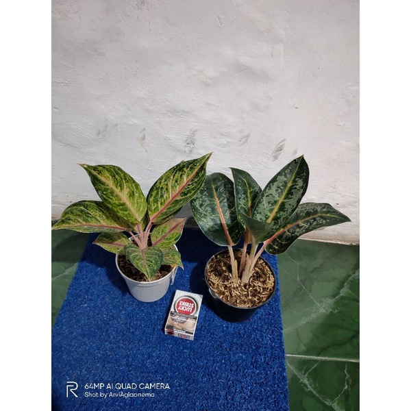 Aglaonema Red Imelda dan Gajahmada