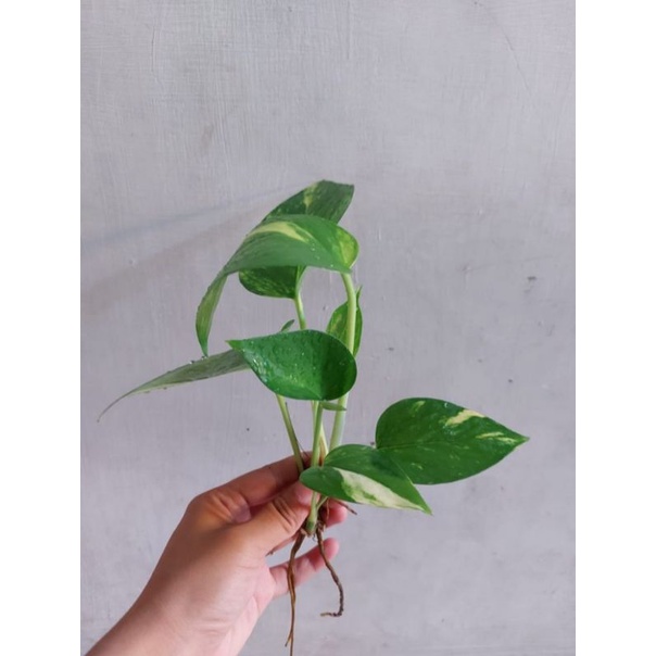 Bibit Bunga Hias Sirih Gading Sirih Gading Rambat /Tanaman Air