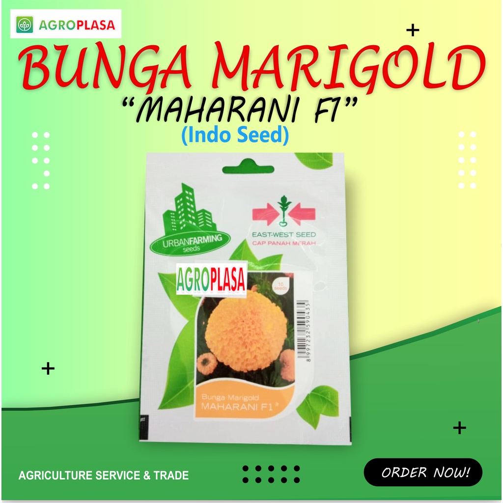 Benih Bunga Marigold Maharani F1 Cap panah merah