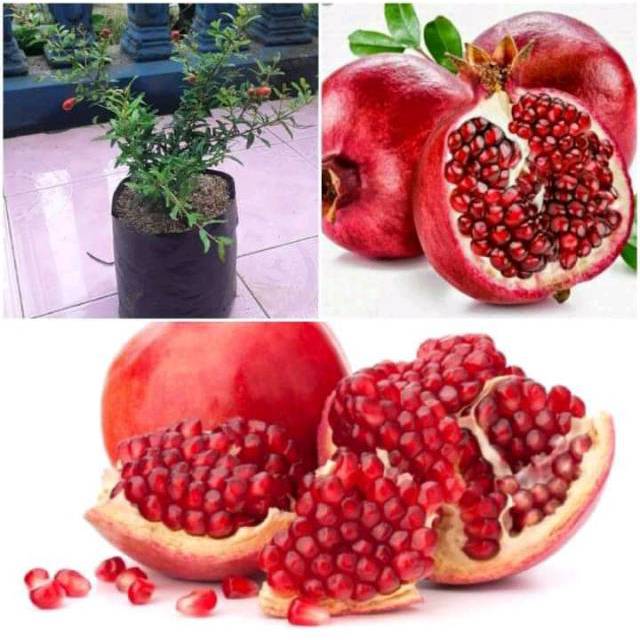 BIBIT BUAH DELIMA MERAH BERBUNGA/BUAH/BIBIT BUAH DELIMA BUAH (Bibit Delima mini Berbunga)