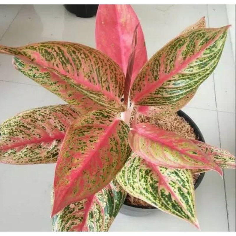 Bunga aglonema legacy merah import