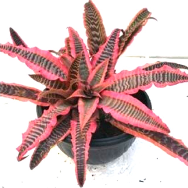 Tanaman hias cryptanthus elaine