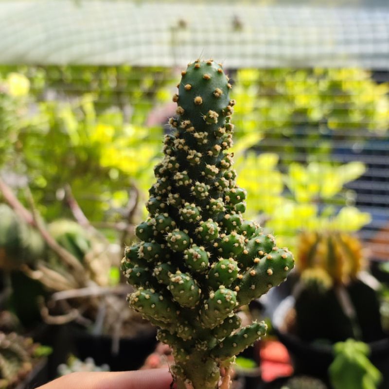 Opuntia Monacantha Blue Cluster Kaktus