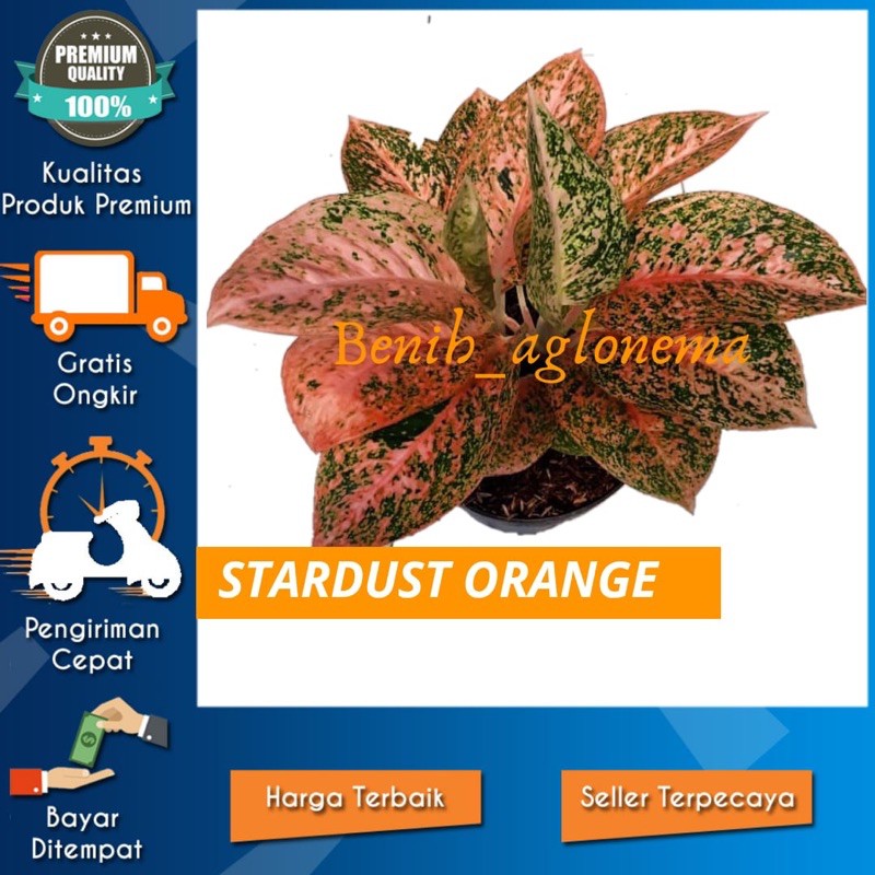 bonggol aglonema stardust orange bibit bunga aglonema murah