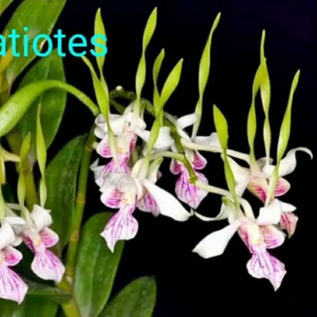 Anggrek dendrobium stratiotes seedling
