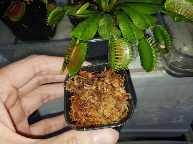 Venus Flytrap Red Shopee Indonesia Venus Flytrap Red Shopee Indonesia