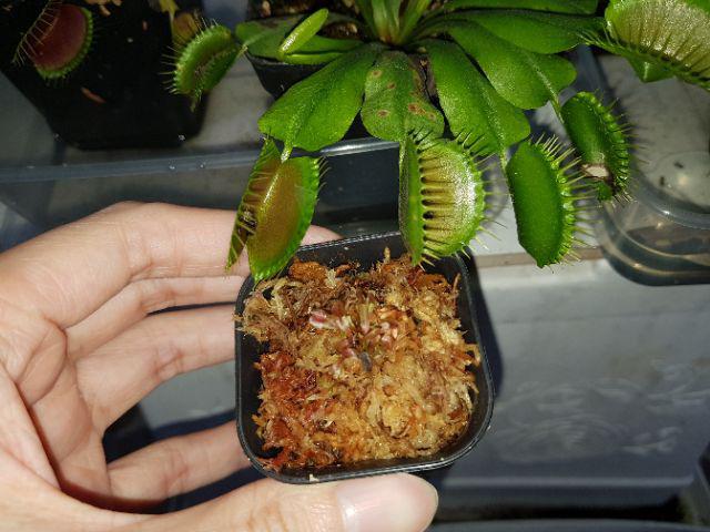  Venus  Flytrap  Red Shopee Indonesia 