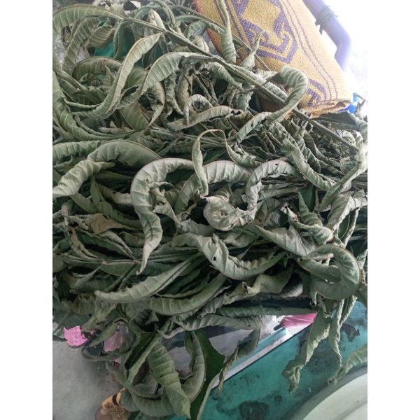 daun sungkai