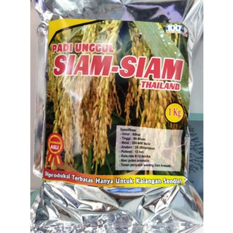 Benih Bibit Padi Lokal Unggul Murah Siam - Siam Berkualitas