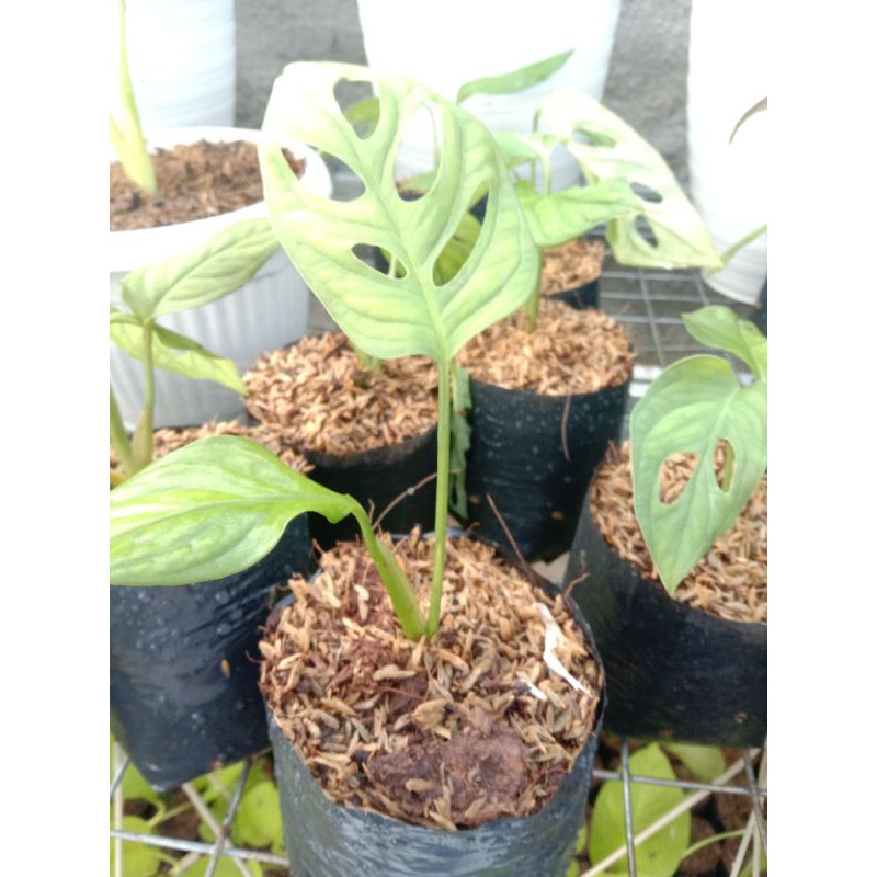 pohon janda bolong