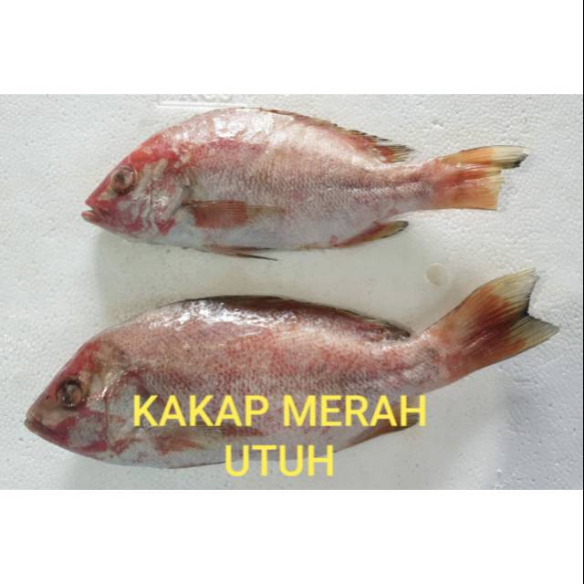 

Kakap merah utuh