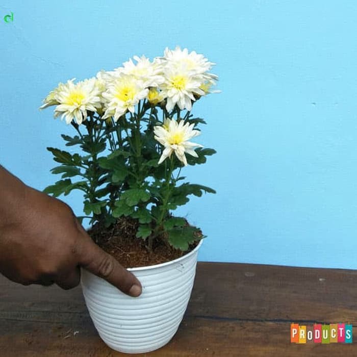 Tanaman hias Krisan aster  bunga  putih  ISI 4 batang 