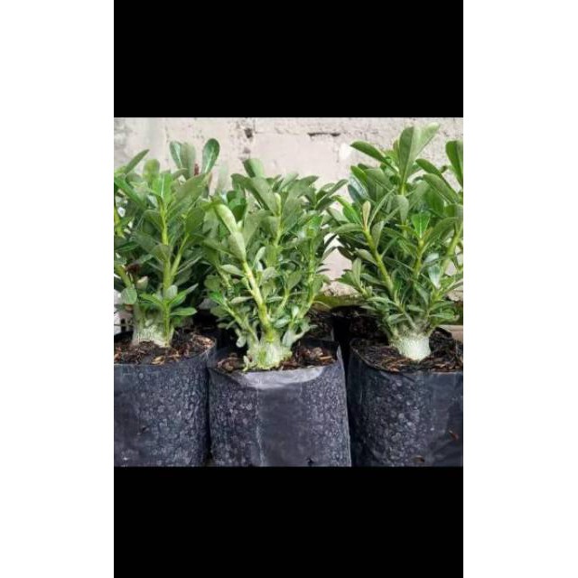 Bibit bonsai bunga ping adenium  cabang seribu/seribu cabang/Bonggol besar