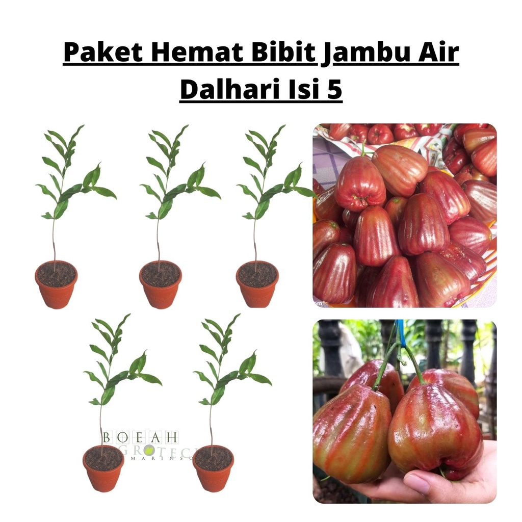 Paket Hemat Bibit Jambu Air Dalhari Okulasi Isi 5 Bonus Bibit Strawberry+Polibag