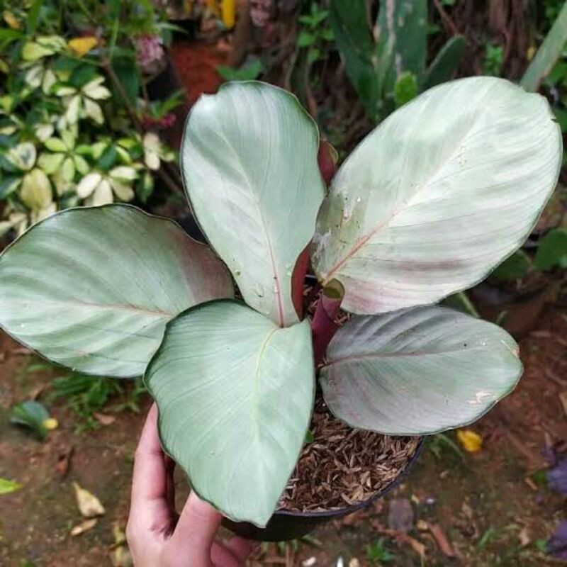 tanaman hias calathea silver plat