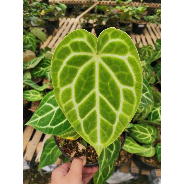 Tanaman hias Anthurium tarantula x Anthurium magnificum / kalong ( Hybrid)