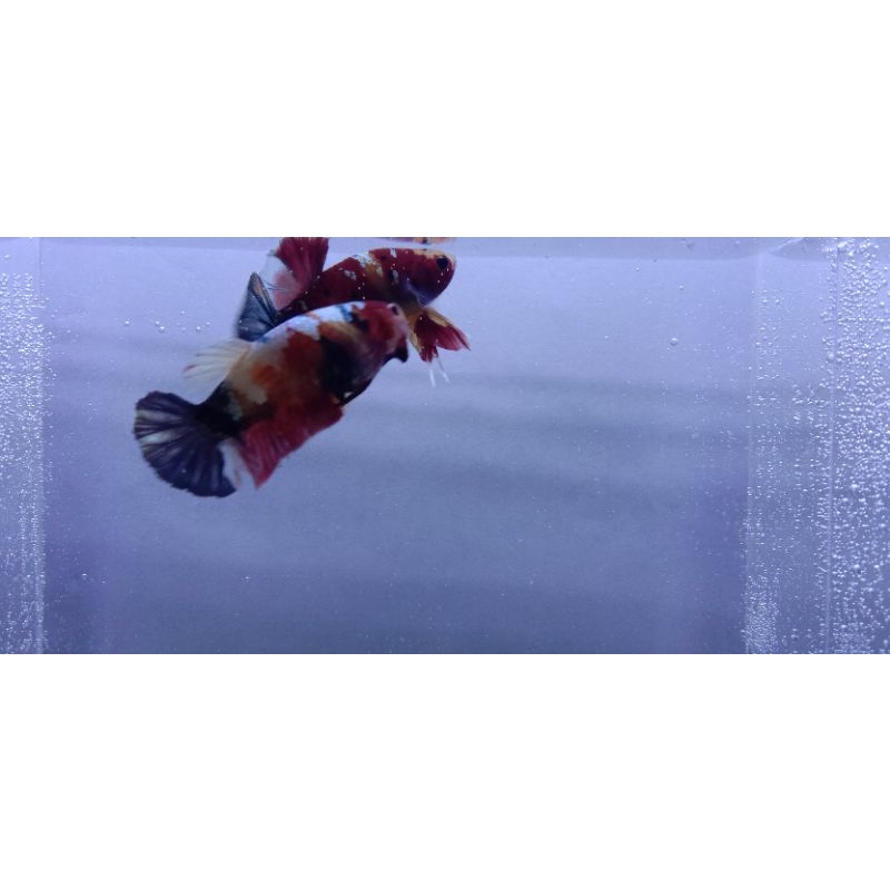 1 pair ( sepasang ) cupang koi multy color coopper gold line ori thailand