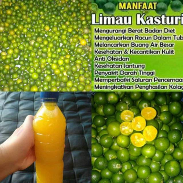 Jeruk Limau Kasturi Jeruk Kunci Jeruk Peras 1 Kg Shopee Indonesia