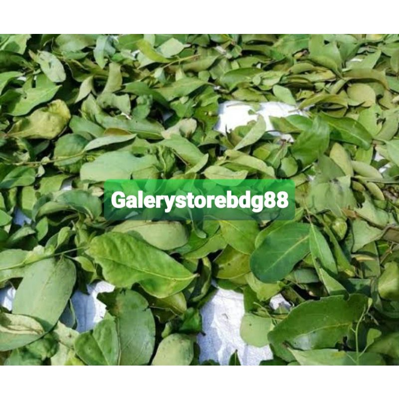 

Benalu kelor segar 1 kg petik langsung-az