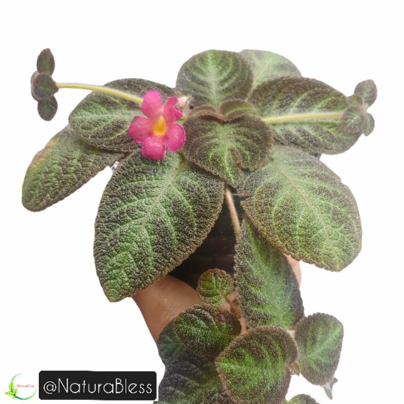 Episcia Pink Panther Bunga Pink