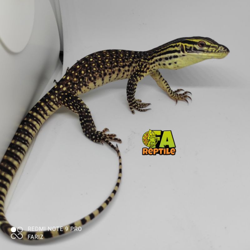 Varanus Panoptes / Argus Monitor