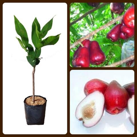 Bibit Buah Jambu Jamaika Unggul-Bibit Jambu Jamaika Okulasi-Bibit Tanaman Buah Jambu Jamaika-Tambula