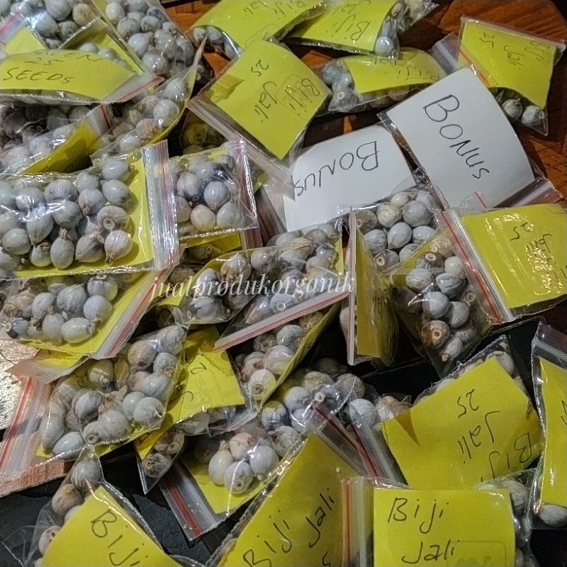 

Kerajinan/Biji jali/Biji Jalen/Benih tanaman jali organik/dried coix lacryma seed