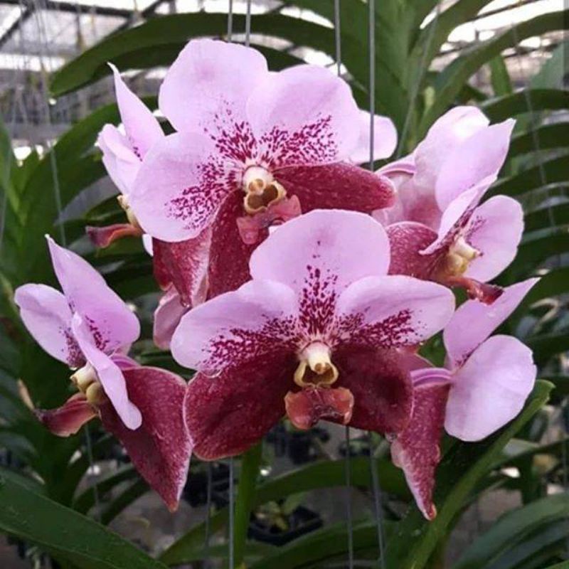 anggrek Vanda hybrid Thailand remaja